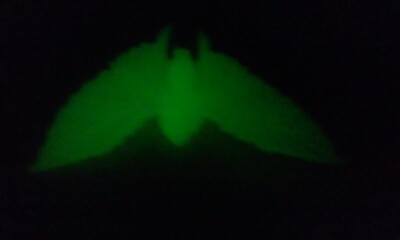 Vtg Battra Adult Hikaru (1991) 3