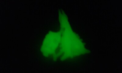 Vtg Battra Larva Hikaru (1991) 1.5